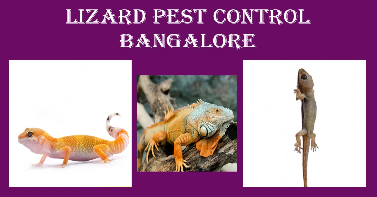 Lizard Pest Control Bangalore