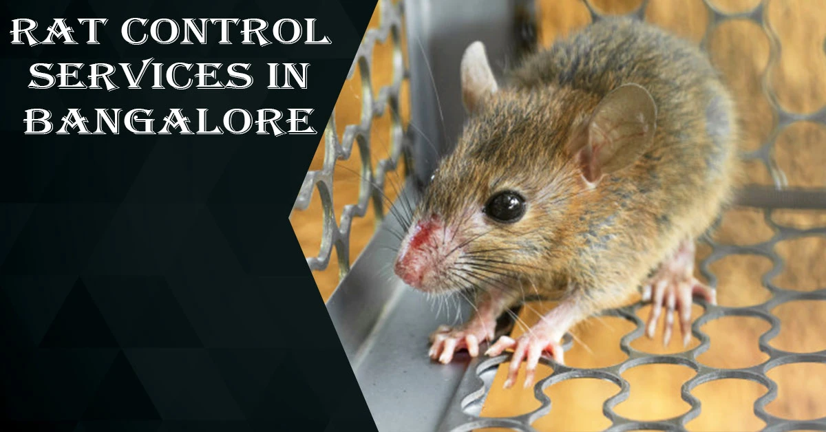 Rat Control Services in Bangalore