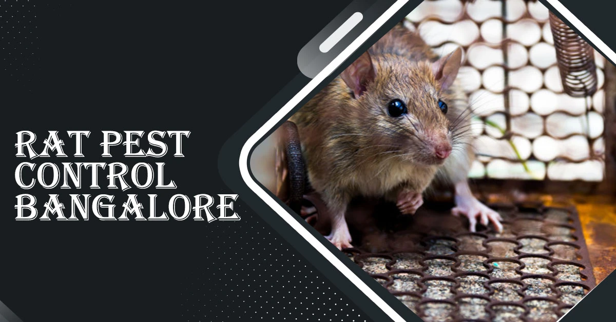Rat Pest Control Bangalore